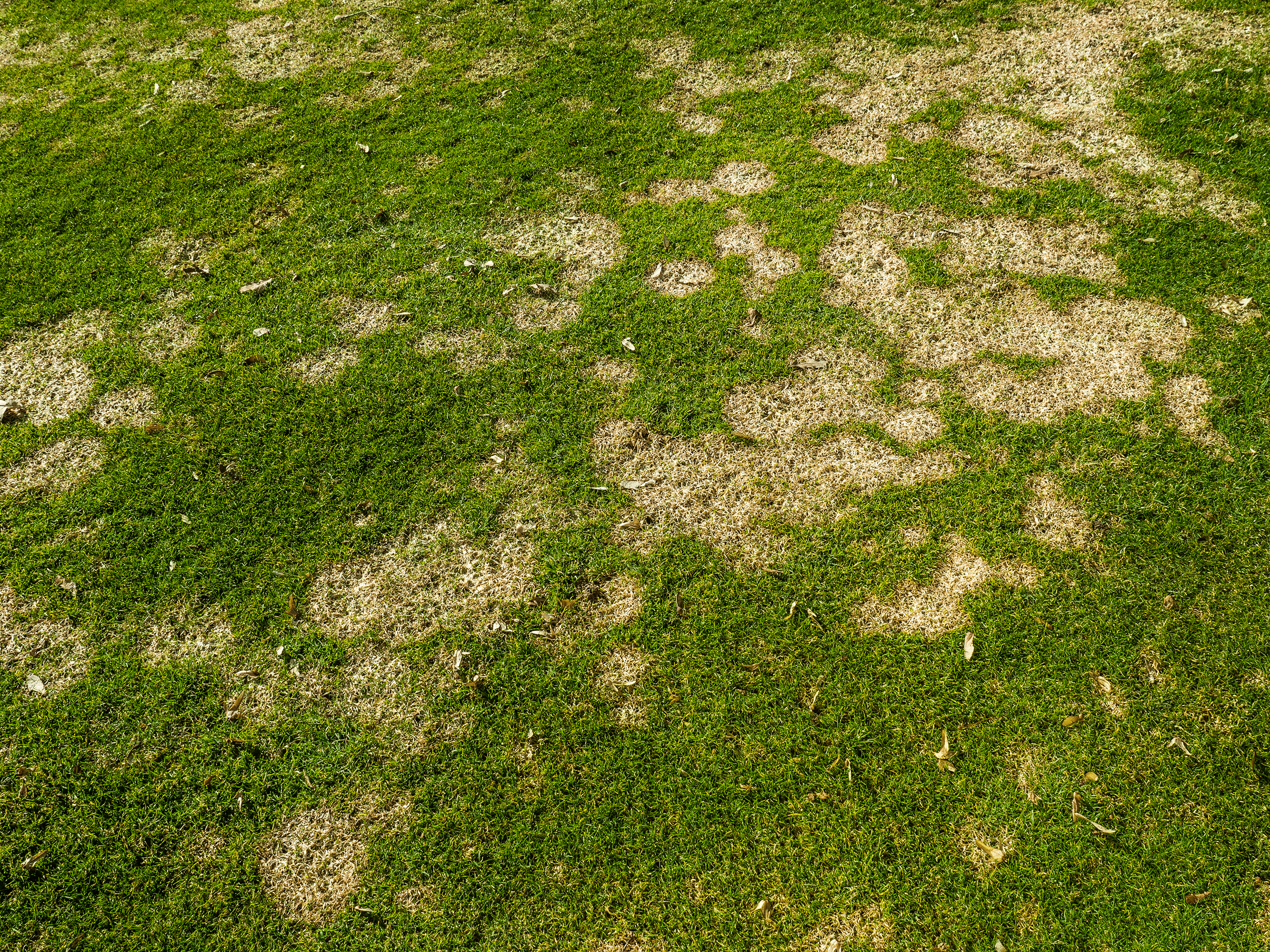 sick lawn with brown patches - needs disease control by BirchTurf