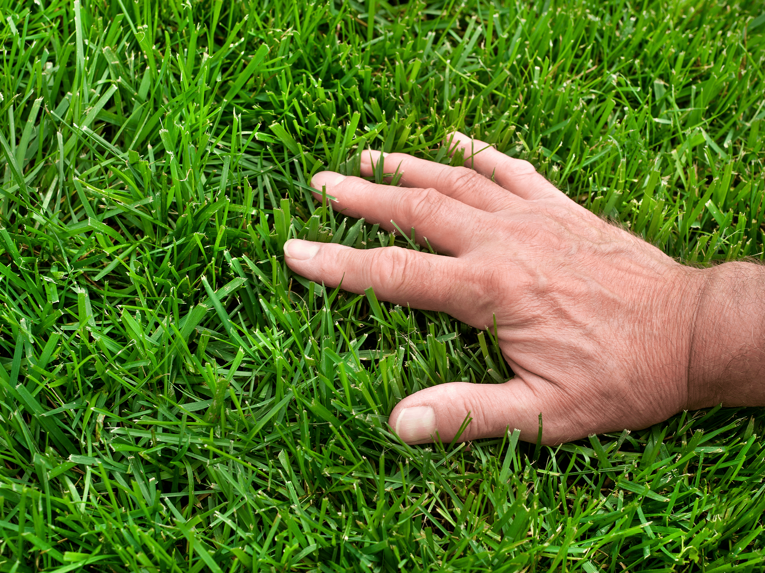 man's hand feeling a thick, luscious green lawn - the result of overseeding by BirchTurf