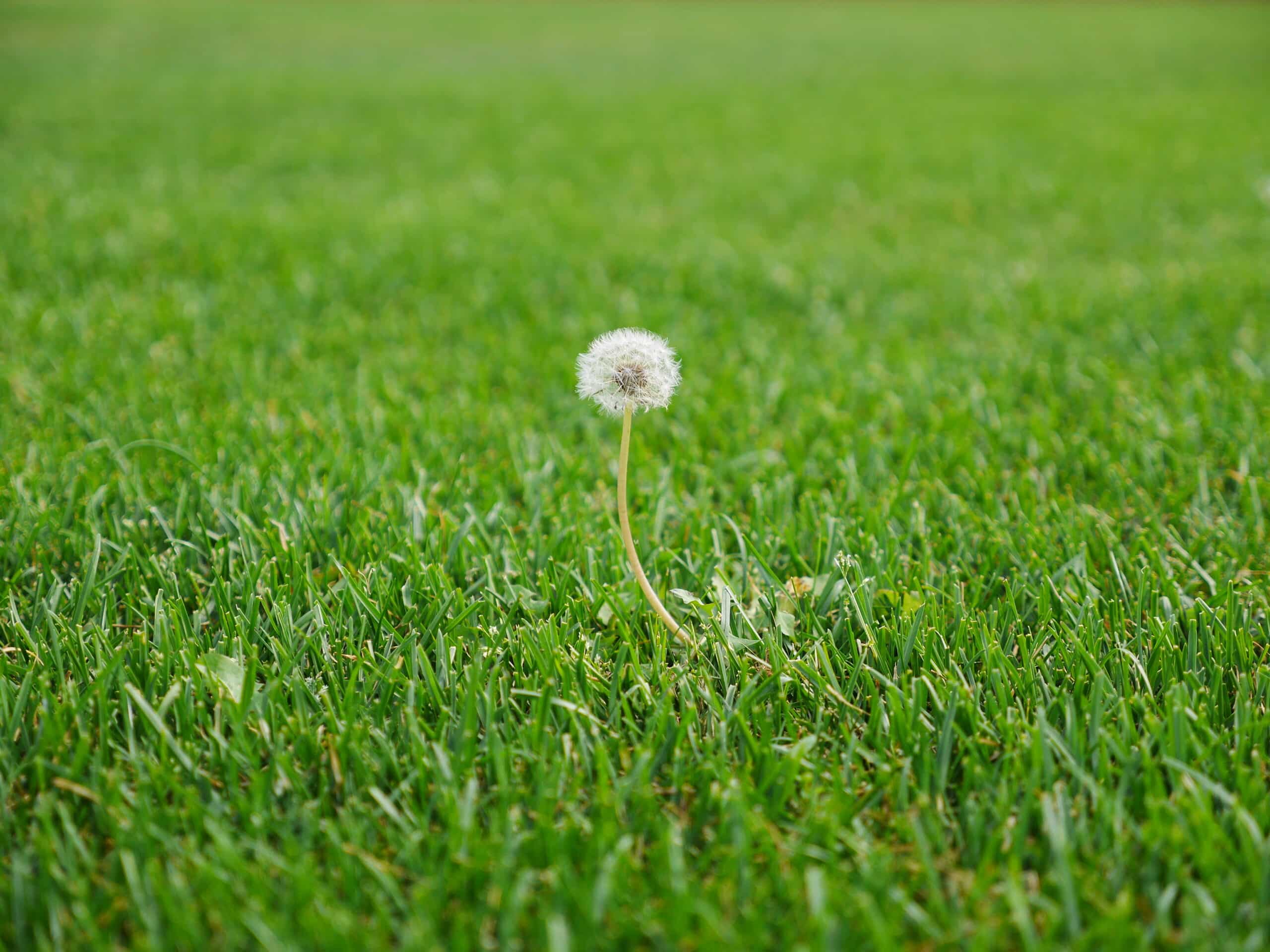 lush, green lawn with one dandelion in the middle of the lawn - weed control services by BirchTurf